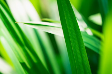 Closeup nature view of green leaf on sunlight using as background and fresh ecology wallpaper concept