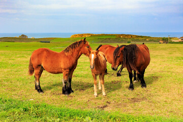 Fototapeta na wymiar Group of beautiful horses