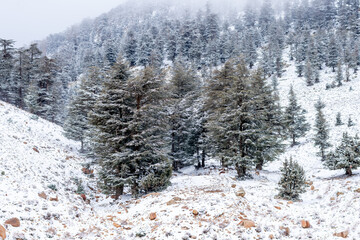 Blue Atlas Cedar Tree (Cedrus Atlantinca) covered by snow in chelia National Park, Algeria