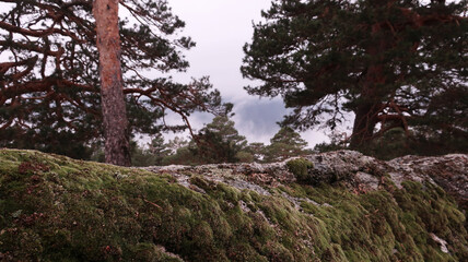 Obraz premium Musgo en roca 