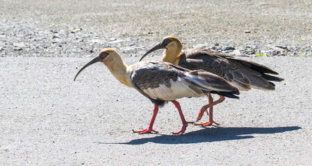 Pair of birds (Theristicus caudatus) walking side by side.
