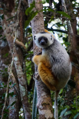 lemur on tree