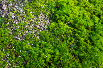 Fototapeta na wymiar Moss and small green plants grow on the ground