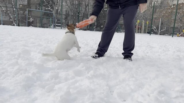 Game with dog jack russell terrier in the snow. Pulling the ring with the dog, positive emotions from walking the dog in the snow.
