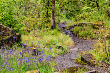 Grassy Forest Trail at Carnassia Nature Preserve in Portland, OR