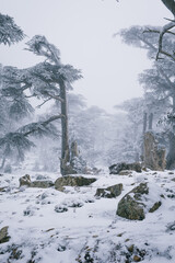 Blue Atlas Cedar Tree (Cedrus Atlantinca) covered by snow in chelia National Park, Algeria