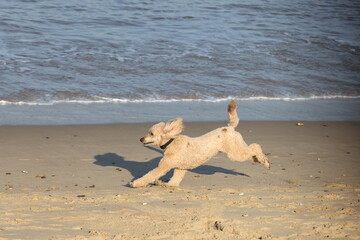 Pet dog playing on Walcott beach Norfolk