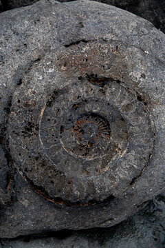 Ammonite Rock Impressions. Remarkable fossil remains of marine creatures from the Jurassic seas of 180 million years ago.