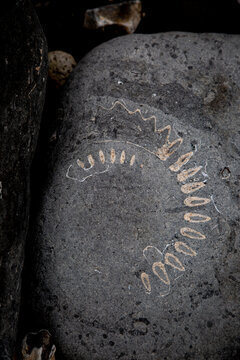 Ammonite Rock Impressions. Remarkable fossil remains of marine creatures from the Jurassic seas of 180 million years ago.