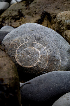 Ammonite Rock Impressions. Remarkable fossil remains of marine creatures from the Jurassic seas of 180 million years ago.