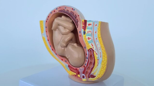 Embryo model fetus for classroom education closeup. IVF and surrogacy concept