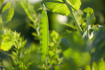 Runner Bean Plant (Phaseolus coccineus) growing in the garden with the sun at sunset.