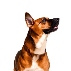 Close Up of Attentive Dog Looking Up on White Background Created with Generative AI and Other Techniques