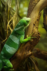 Lizard