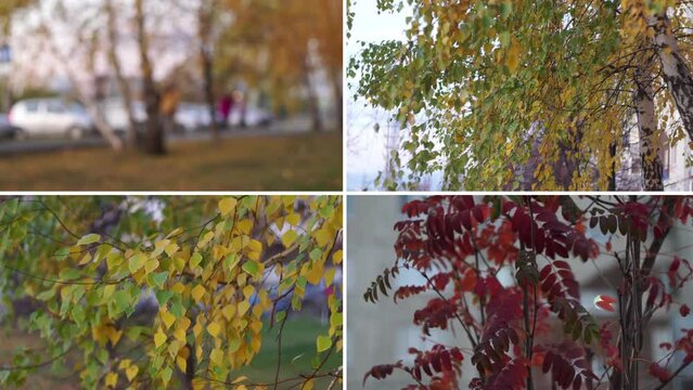 Autumn collage showing different autumn pictures. Natural collage with seasonal landscapes