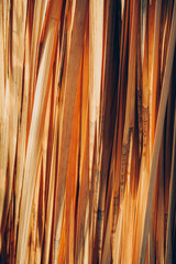 Abstract texture background with close up of dried natural palm tree leaf