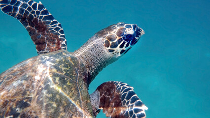 Obraz premium Underwater shot of wild sea turtle swimming among tropical corals and fishes. Aquatic marine life, ocean reptiles in their natural habitat. Wildlife nature