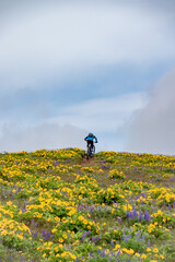 Single Mountain Biker Biking Through Colorful Field of Flowers During Spring at Coyote Wall in the Columbia River Gorge in Oregon & Washington