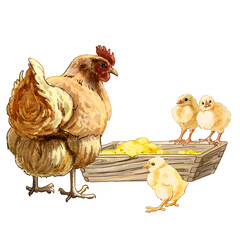 Drawing of chickens in a poultry yard or farm. High quality illustration