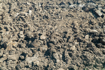 Plowed soil in field during preparation for planting vegetable.