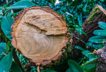 Sawn Log Close-up