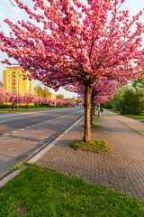 Blossoming sakura trees alley on Trida 17. listopadu street in Karvina city in Czech republic