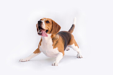 beagle dog isolated on white - obrazy, fototapety, plakaty