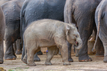 asian baby elephant not African elephant stand run and fun under mother leg to play. Elephant wildlife animal lovely cute and clever. tourist traveling and visit pachyderm family village park.