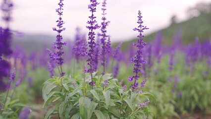 Beautiful Blooming Lavender. Endless field of violet lavender blooming in sunny spring