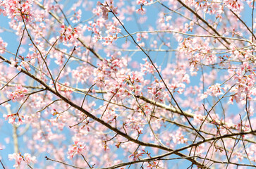 Wild Himalayan Cherry (Prunus cerasoides) with blue sky