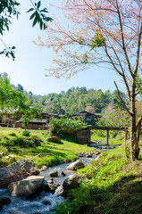 Nature streams and trees in the countryside of Thailand.