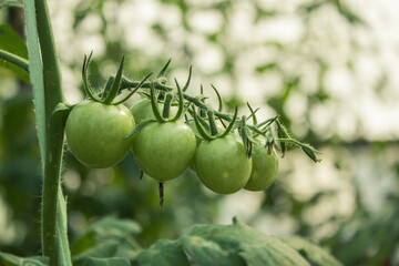 unripe green cherry tomatoes in organic garden on a blurred background of greenery with bokeh. Eco-friendly natural products, rich fruit harvest. Close up macro.  Copy space for your text.