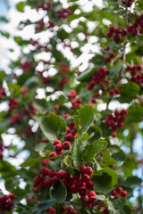 Red wild hawthorn berries on branches. Crataegus, known as hawthorn, quickthorn, thornapple or hitethorn hawberry