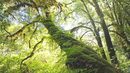 Fototapeta na wymiar Lush green ancient rainforest overgrown with moss and bushes close up giant trees ferns, moss