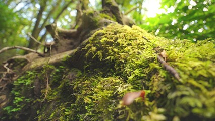 An old dead fallen tree branches is felled to the ground covered with green moss in the forest