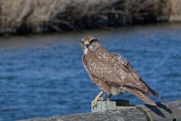 buse variable - buteo buteo