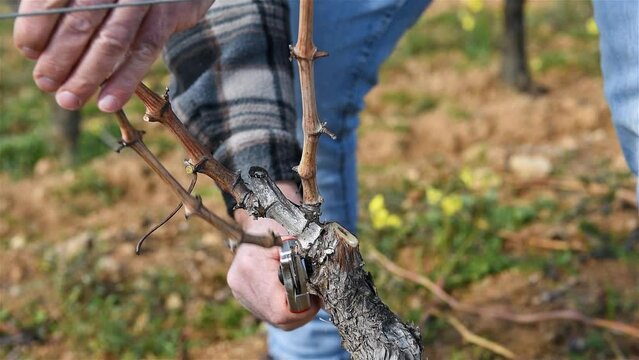 Winegrower pruning the vineyard with professional steel scissors. Traditional agriculture. Winter pruning, Guyot method. Footage.