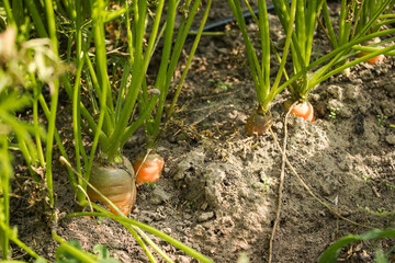 Fototapeta premium Ripe carrots in the beds in organic garden. Eco-friendly natural products, rich harvest. Close up macro. Copy space for your text. Selective focus.
