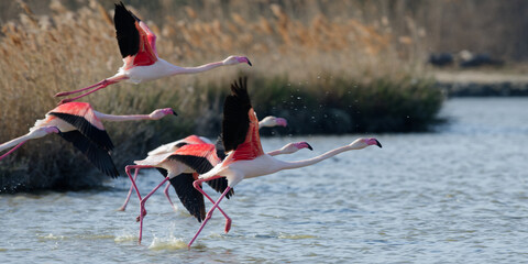 flamant rose - phoenicopterus roseus
