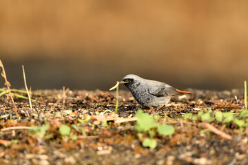 colirrojo tizón en el suelo comiendo un gusano (Phoenicurus ochruros)