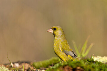 verder&oacute;n com&uacute;n en el suelo del parque (Chloris chloris)​ Marbella, Andalucia Espa&ntilde;a