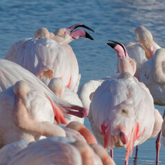 Naklejka premium flamant rose - phoenicopterus roseus
