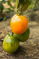 ripe and unripe tomatoes in organic garden on a blurred background of greenery. Eco-friendly products, rich fruit harvest. Close up macro.  Selective focus.
