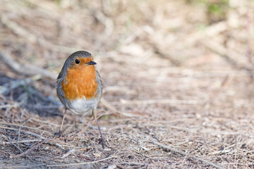  rouge-gorge - erithacus rubecula -passereau
