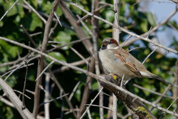 moineau cisalpin - passer italiae
