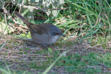 Fauvette mélanocéphale - Curruca melanocephala