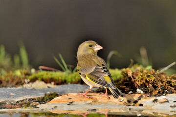 verderón común en el borde del estanque (Chloris chloris)​ Marbella, Andalucia España