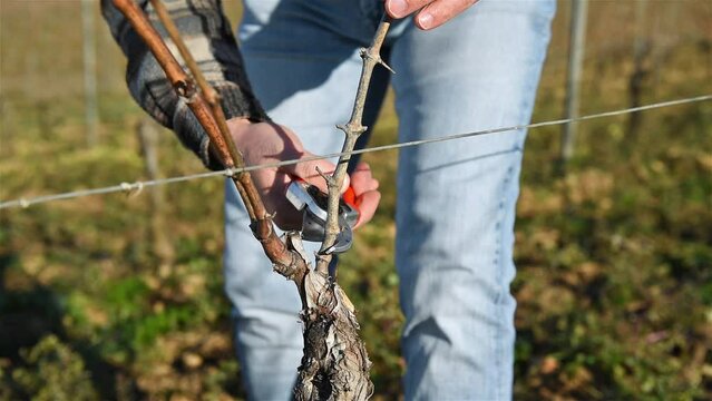 Winegrower pruning the vineyard with professional steel scissors. Traditional agriculture. Winter pruning, Guyot method. Footage.