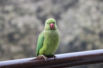 green beauty