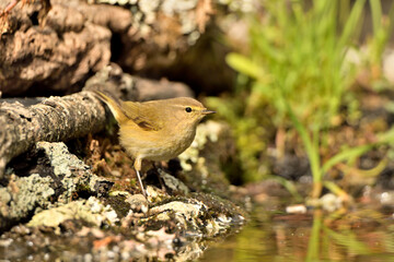  mosquitero común posado en el suelo del bosque (Phylloscopus collybita)​